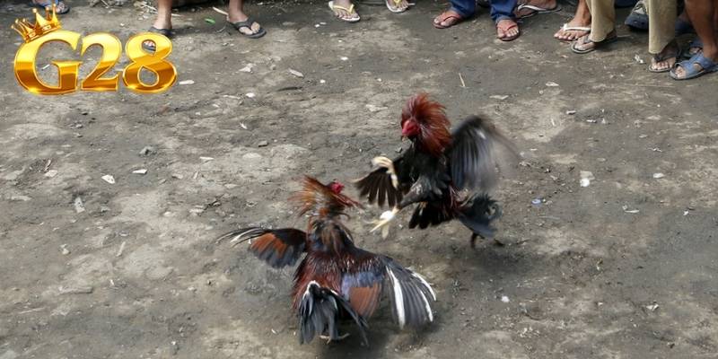 Gà mỹ được đánh giá cao trong đá gà cựa dao