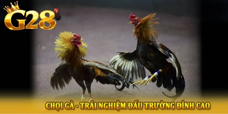 Bầu không của trận đấu cực kỳ sôi động