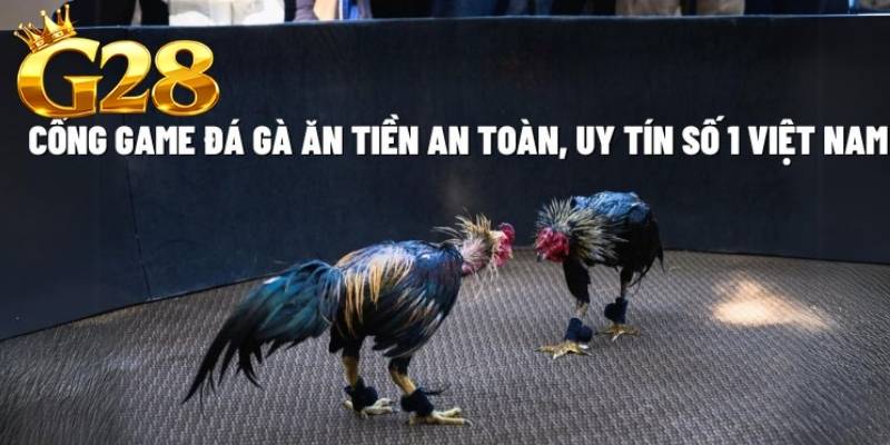 Hạng gà nhẹ của đá gà Thomo sở hữu thân hình nhỏ gọn