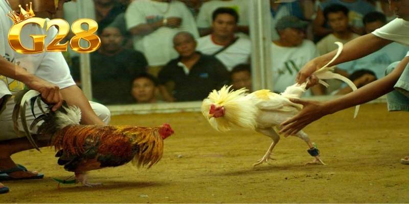 Mỗi chiến kê sẽ có nhiều phong cách thi đấu vô cùng khác nhau